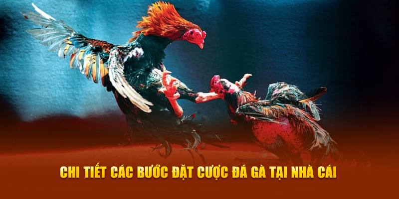 Chi tiết các bước đặt cược đá gà tại nhà cái