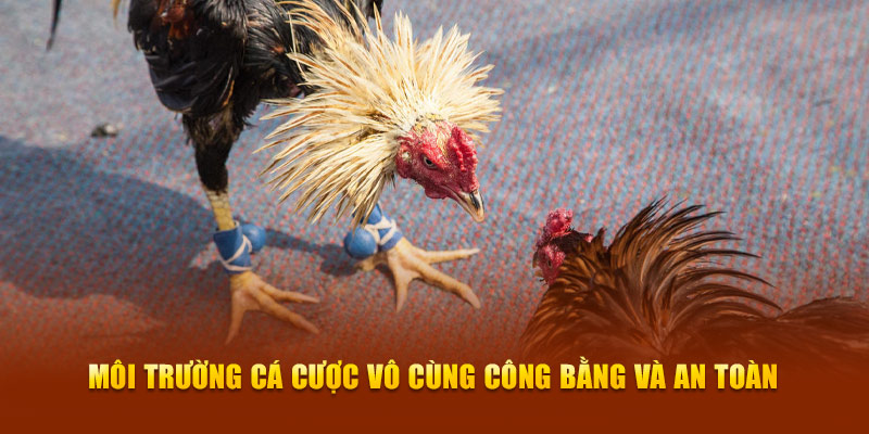 Môi trường cá cược vô cùng công bằng và an toàn