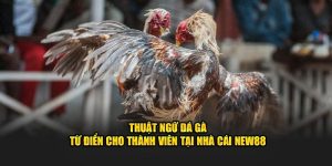 thuật ngữ đá gà