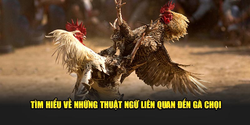 Tìm hiểu về những thuật ngữ liên quan đến gà chọi